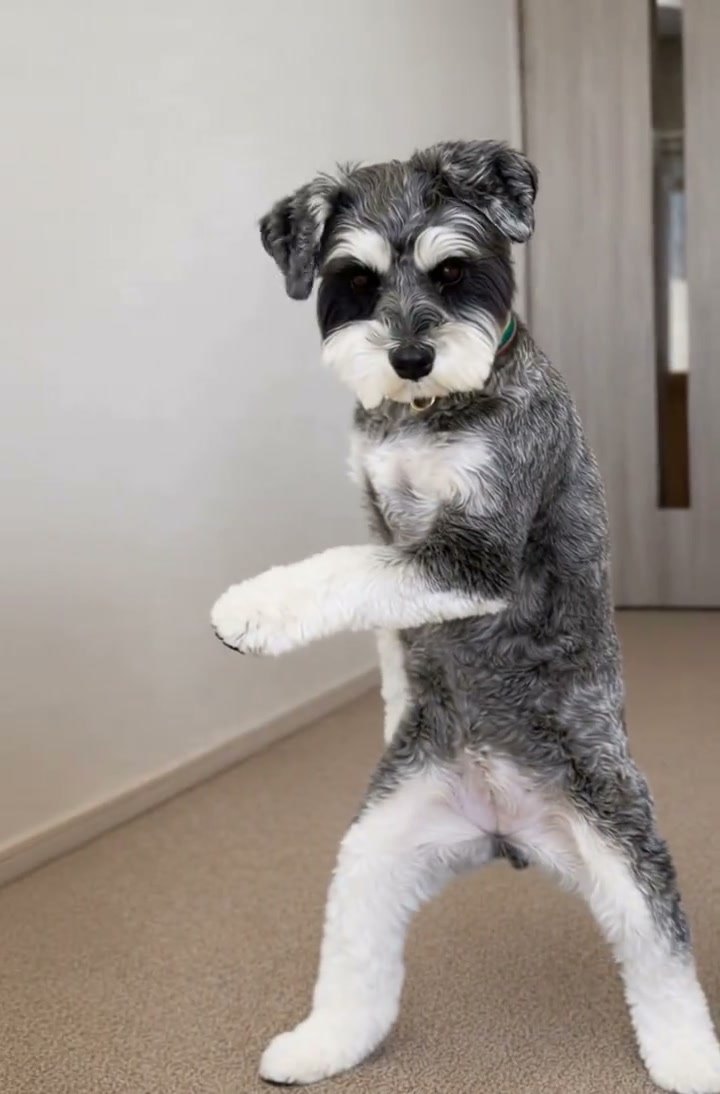 Last Call for Love Dance Generator preview